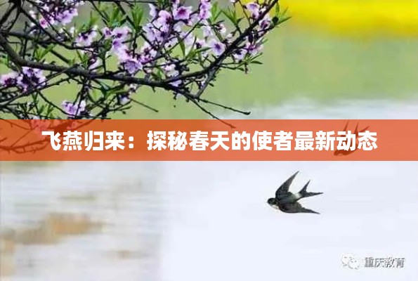 飞燕归来:探秘春天的使者最新动态