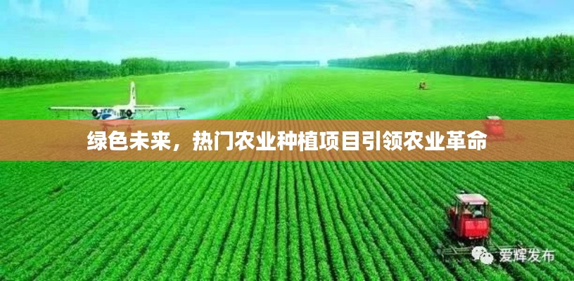 绿色未来，热门农业种植项目引领农业革命