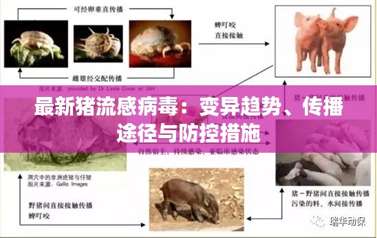 最新猪流感病毒：变异趋势、传播途径与防控措施