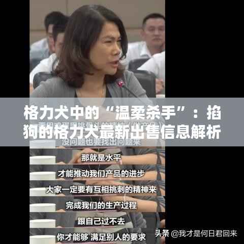 格力犬中的“温柔杀手”：掐狗的格力犬最新出售信息解析