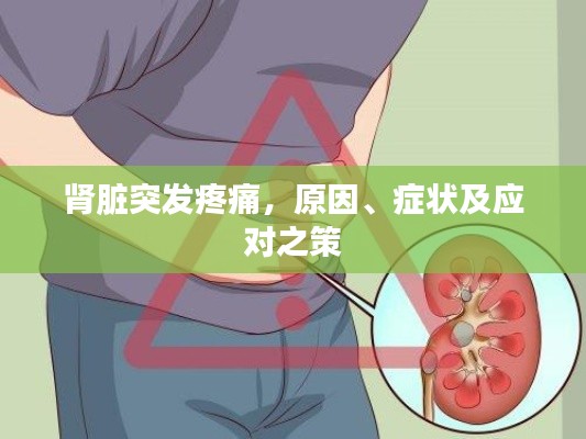 肾脏突发疼痛，原因、症状及应对之策