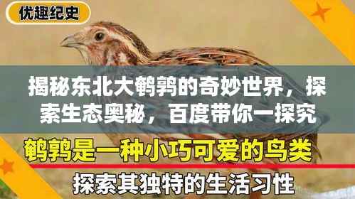 揭秘东北大鹌鹑的奇妙世界，探索生态奥秘，百度带你一探究竟！