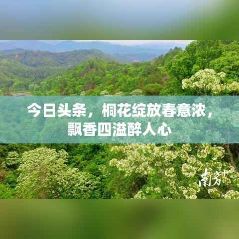 今日头条，桐花绽放春意浓，飘香四溢醉人心