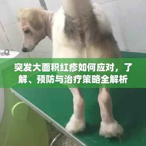 突发大面积红疹如何应对,了解、预防与治疗策略全解析