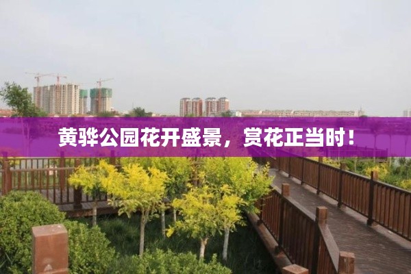 黄骅公园花开盛景，赏花正当时！