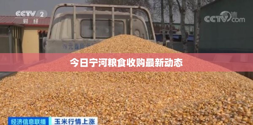 今日宁河粮食收购最新动态