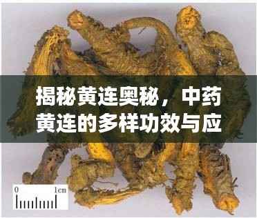 揭秘黄连奥秘，中药黄连的多样功效与应用解析