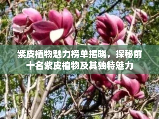 紫皮植物魅力榜单揭晓，探秘前十名紫皮植物及其独特魅力