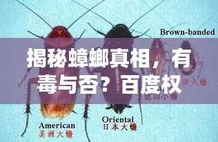 揭秘蟑螂真相，有毒与否？百度权威解答！